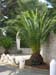 palmier Antibes